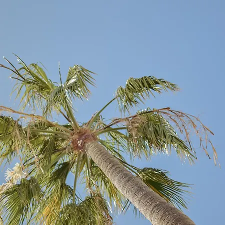 מלון דירות Acapulco Ocean View San Agustín